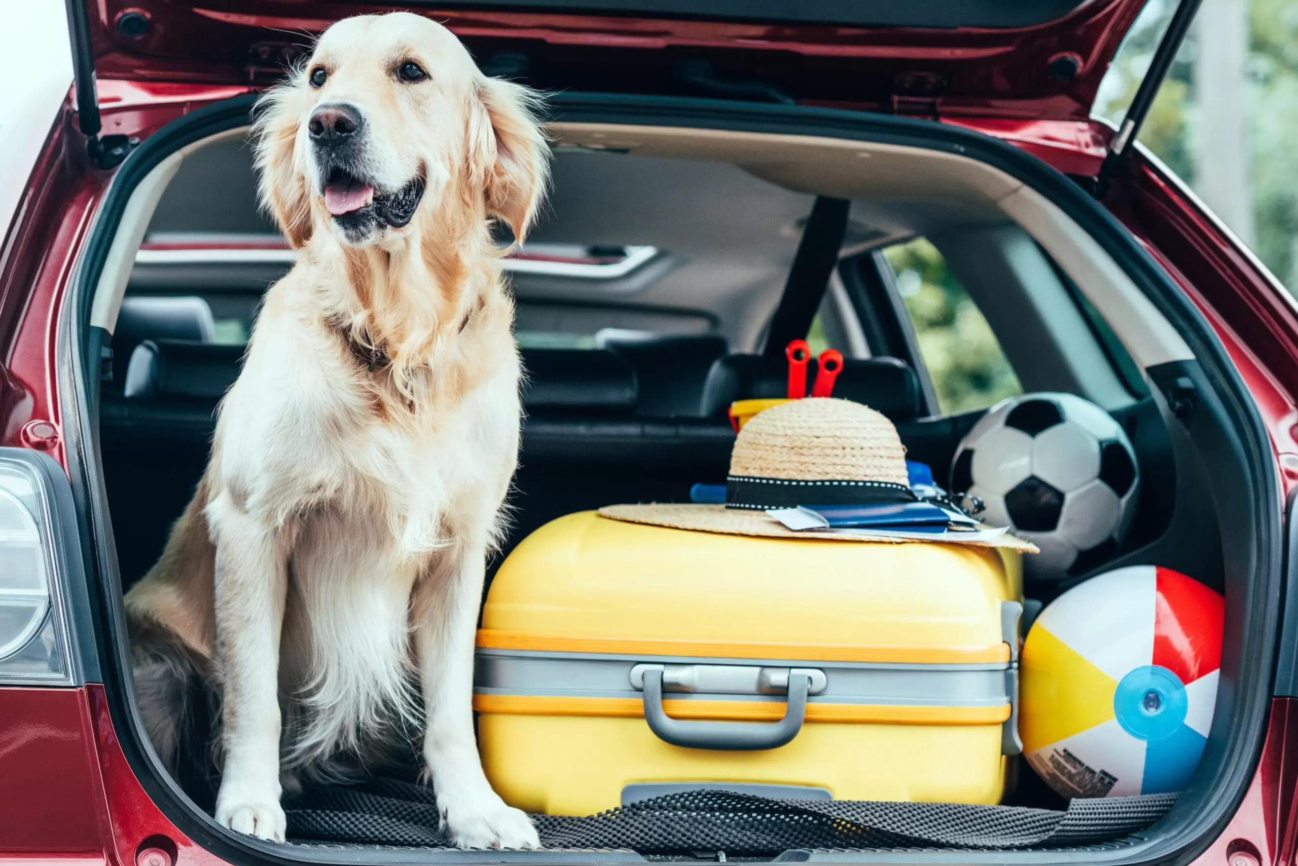 7 Tips for Traveling With  Dogs