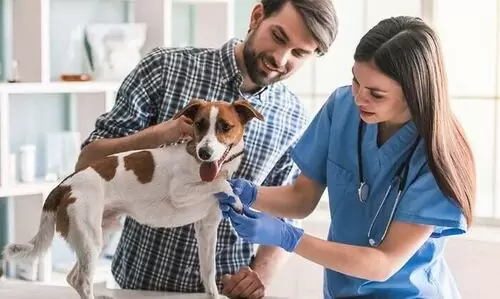 Preventive care dog
