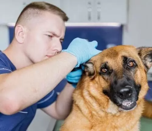 Skin Rash in Dogs