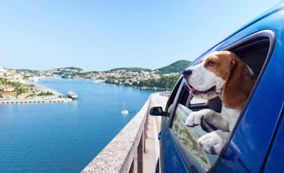 Traveling With Your Dog