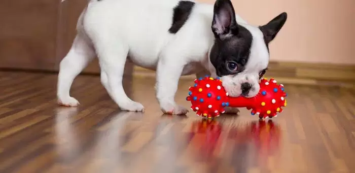 toys for dogs