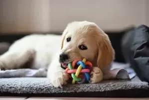 best toys for dog