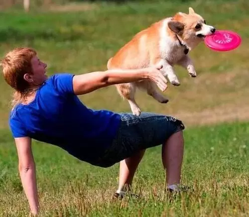 teach my puppy