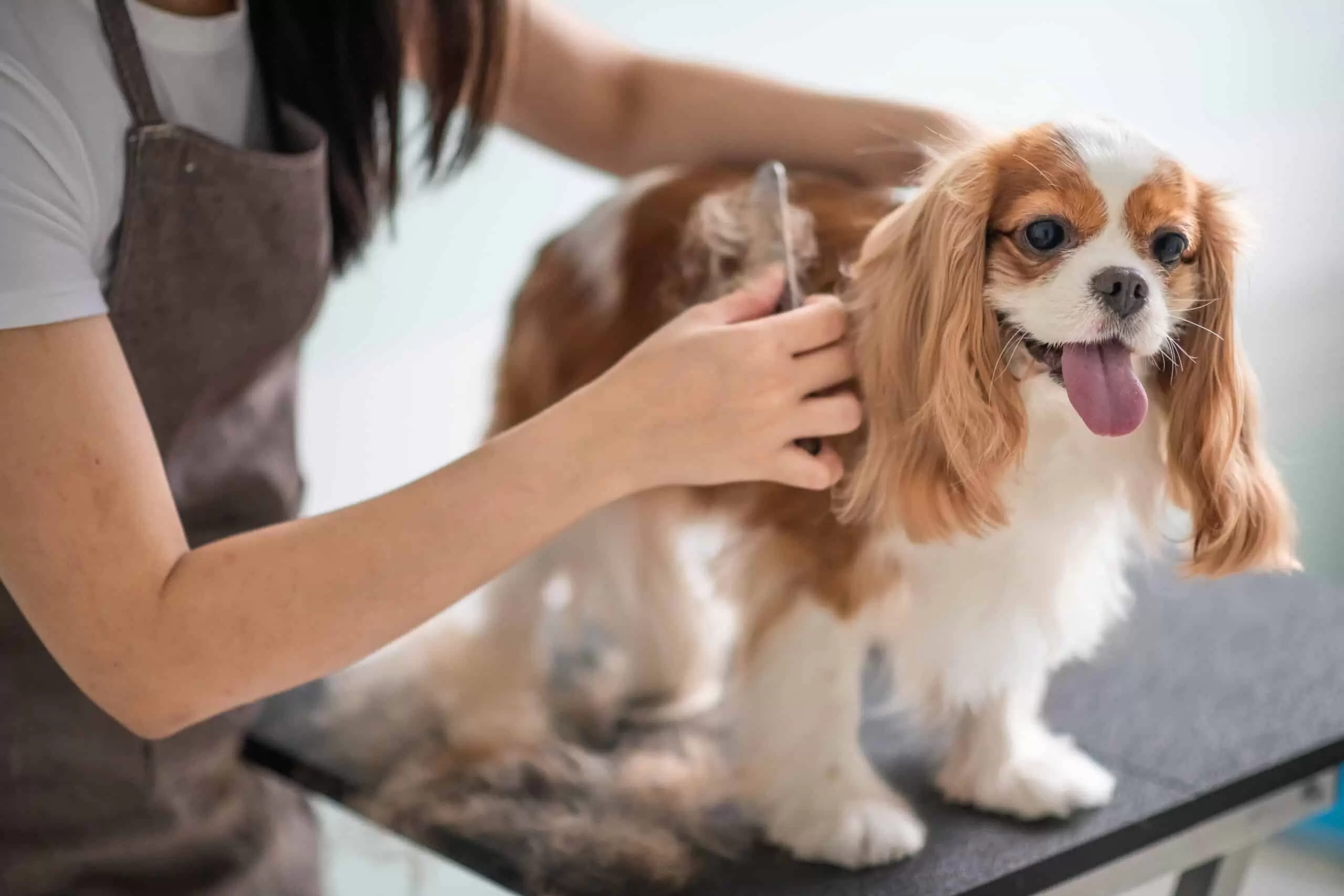 grooming and daily brushing