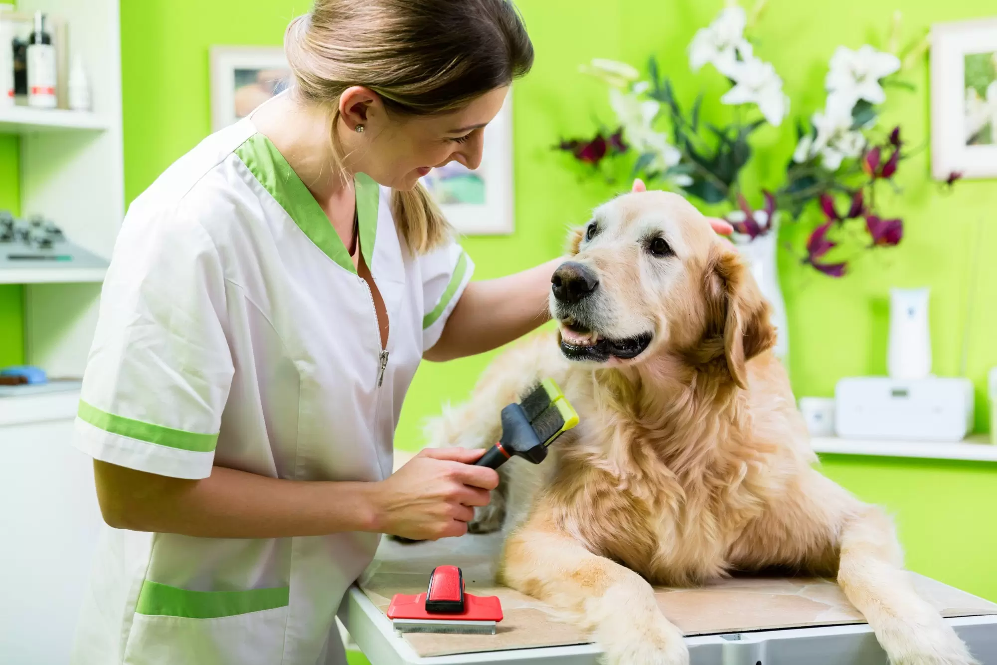 grooming Your dog