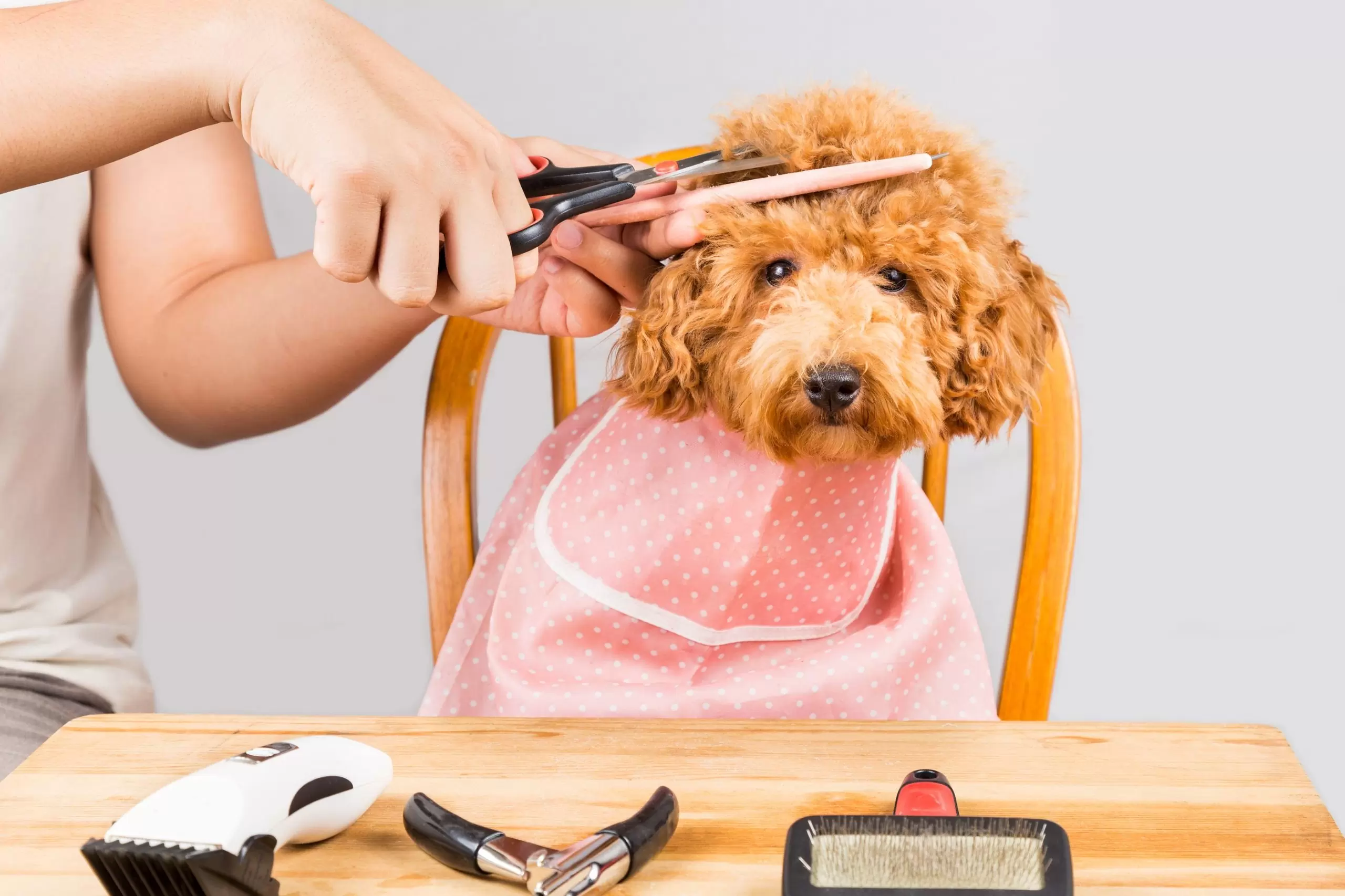 Shave Your dog