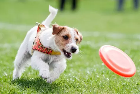start training a puppy