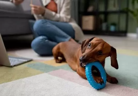 training dogs at home