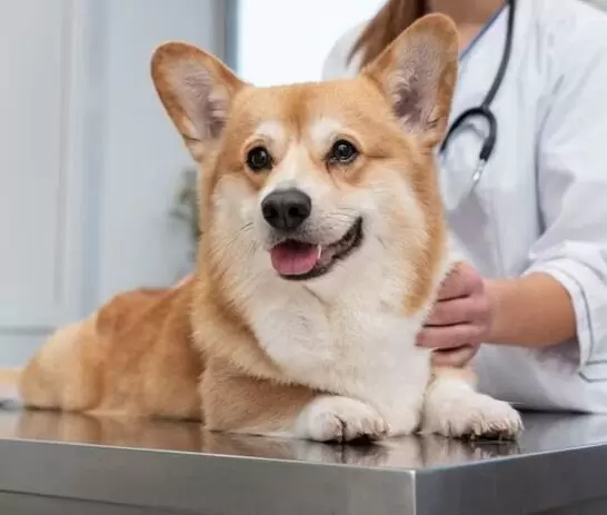 dog clinic and vets