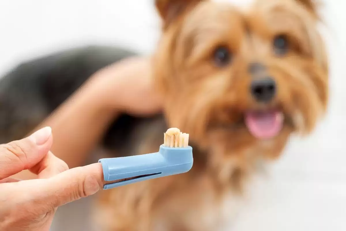 Dog Dental Care