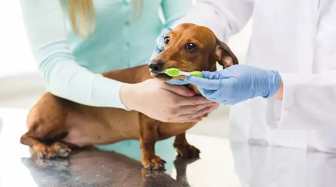 Guide to Dog Dental Care 
