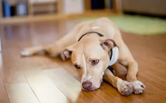 symptoms of depression dog