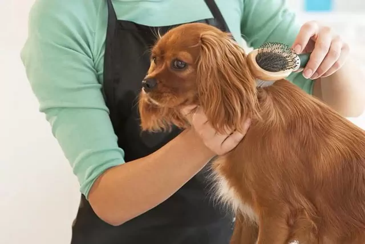 Dogs Regular Grooming