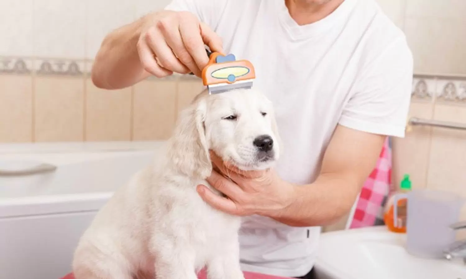 Pets Need Regular Grooming