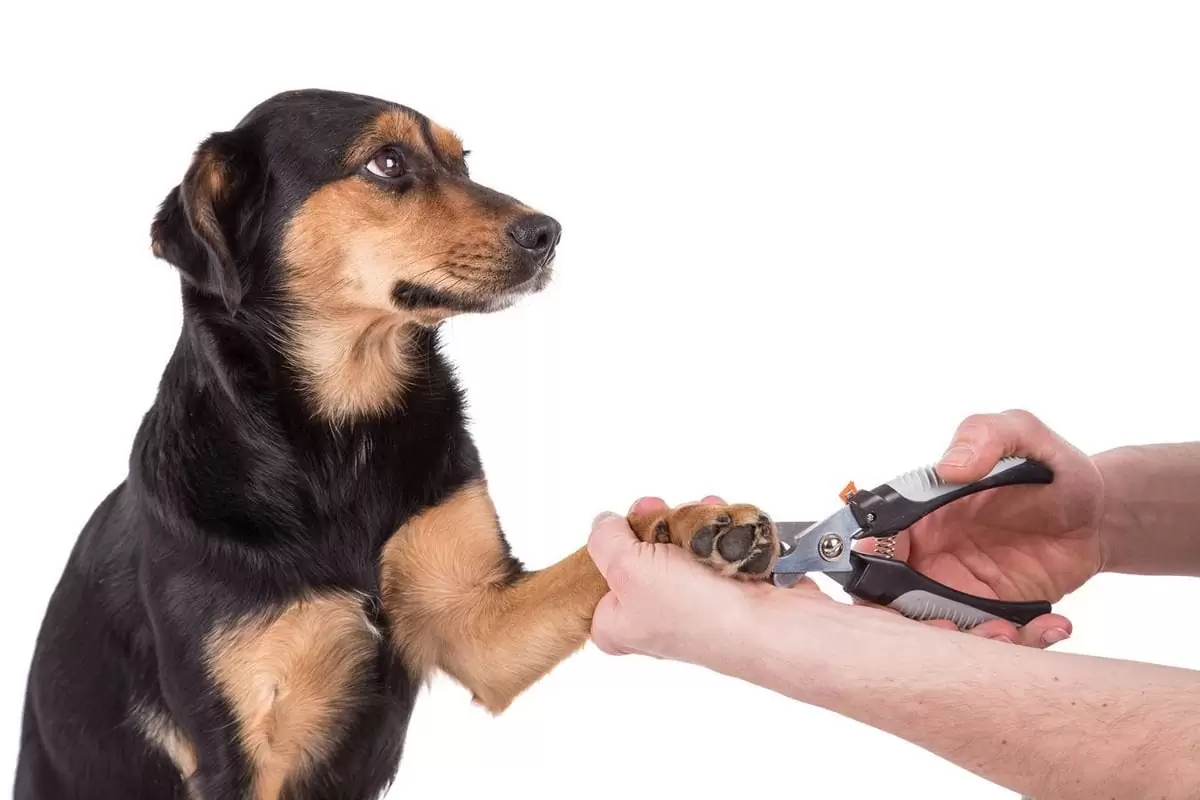 Dogs Need Grooming