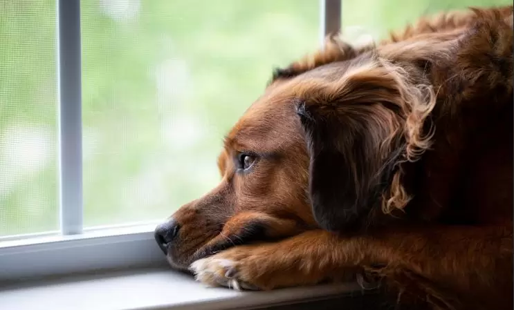Dogs can Get Depressed