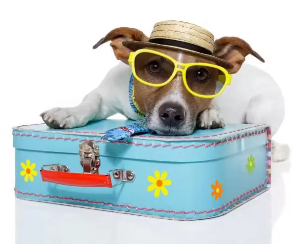 Holidays with Pet
