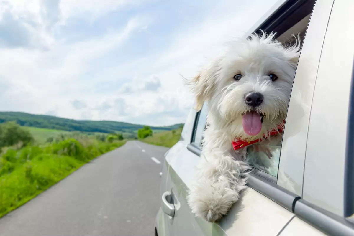 Holidays with Dogs