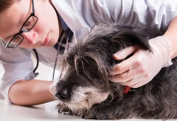 Dog Sick Symptoms