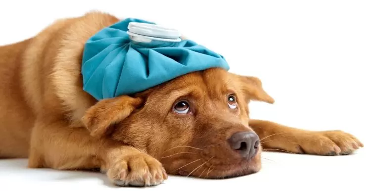 Sick Dog Symptoms