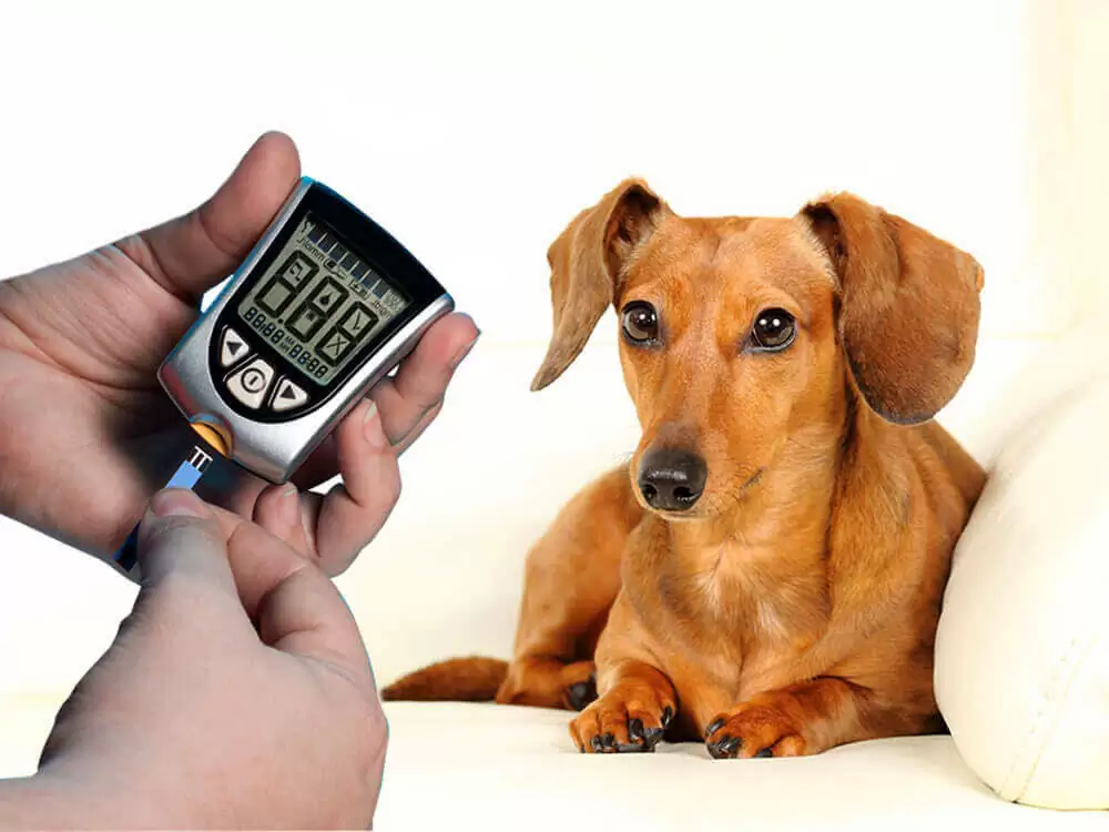 symptoms of diabetes in dogs