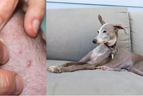 pet monkeypox 