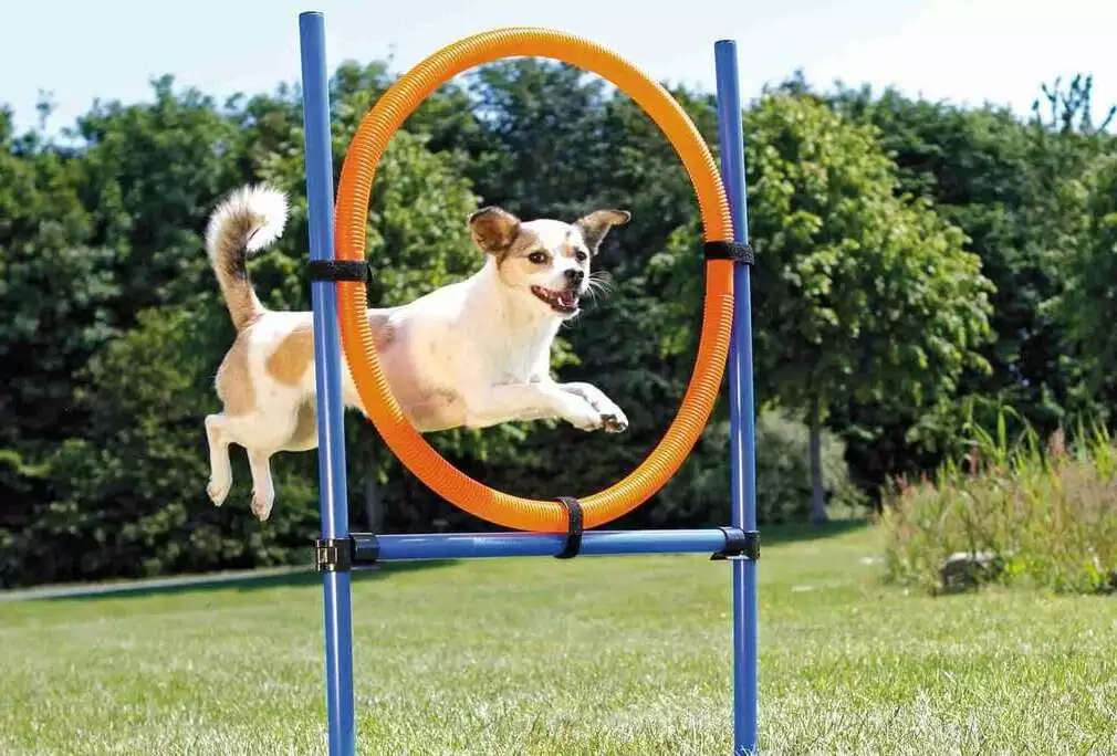 dog’s exercise