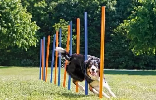 dog exercise and training