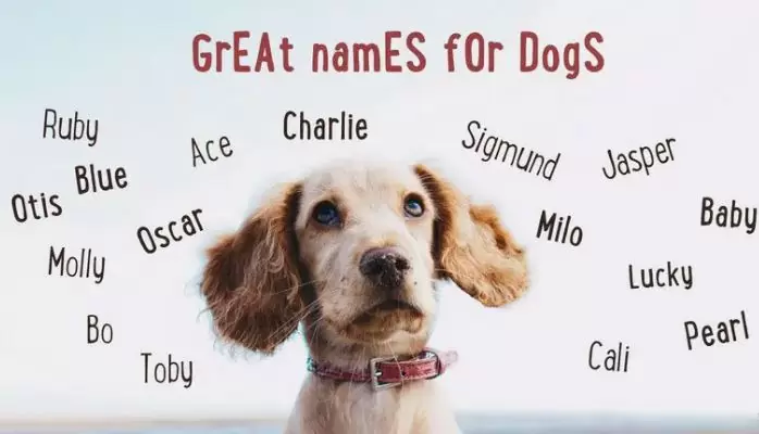 Dog naming