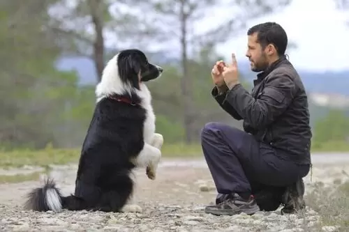 Special dog training and treatment
