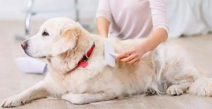 Trimming the hair of dogs