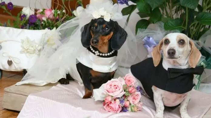grooming dogs for wedding and show