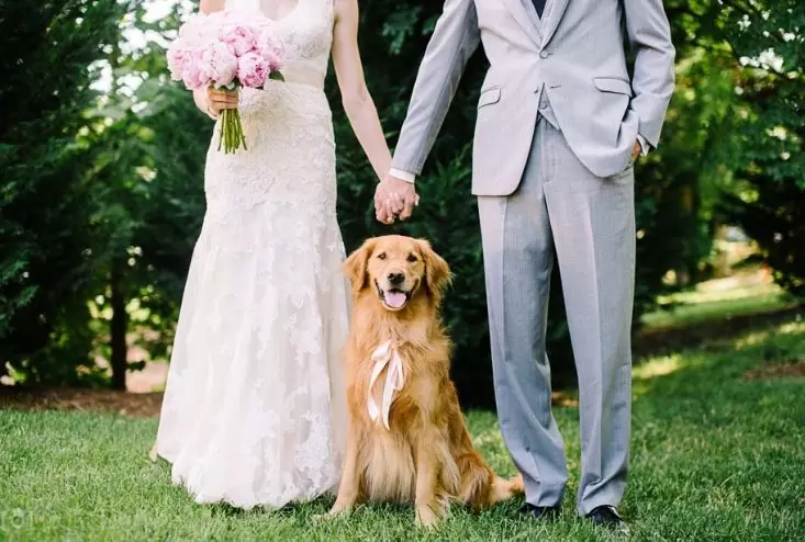 grooming dogs for wedding