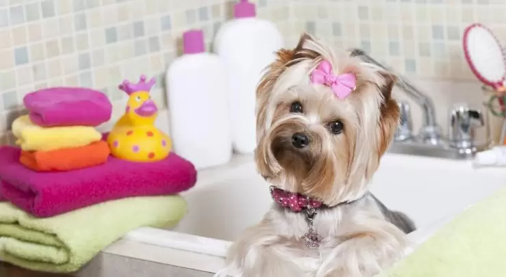 spa day for your dog