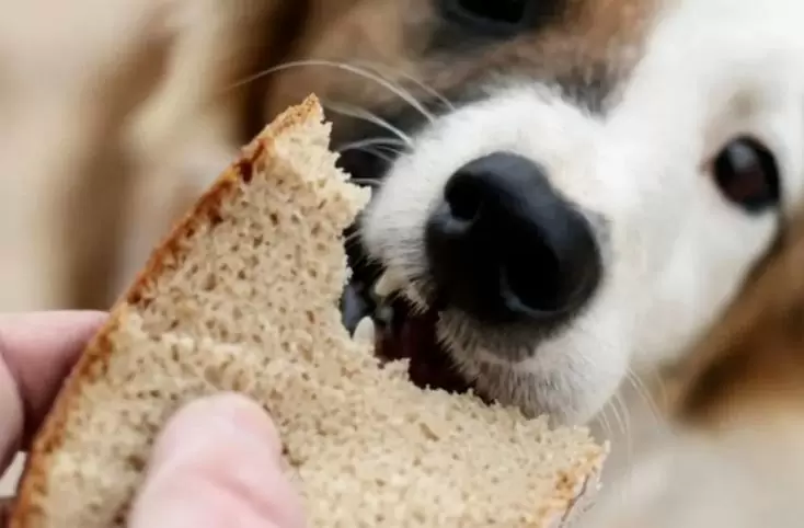 Bread for dogs