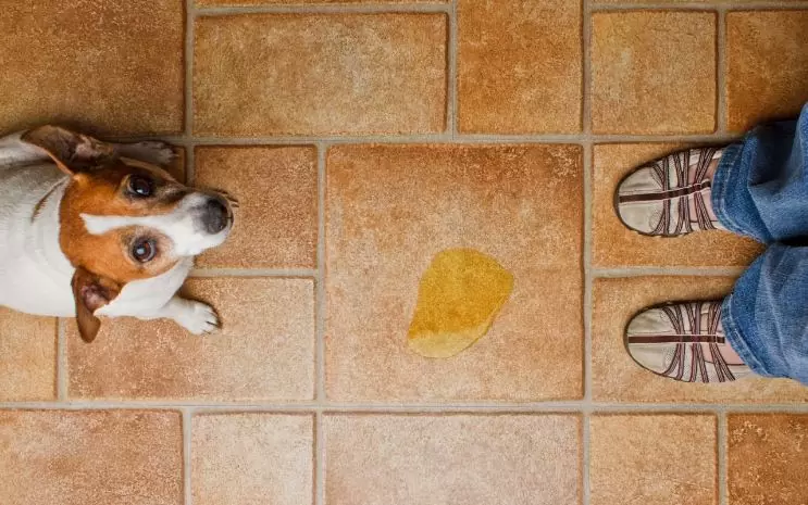 Emotional Peeing in Dogs