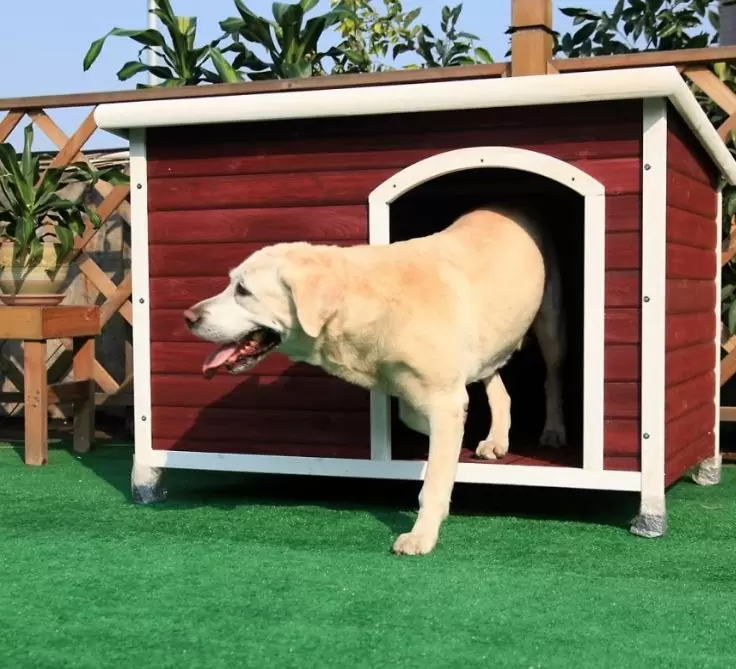 Keeping Dog Outside