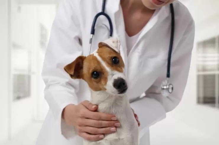 Dog Checklist