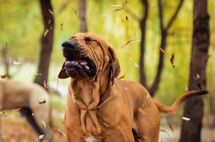 Reverse Sneezing