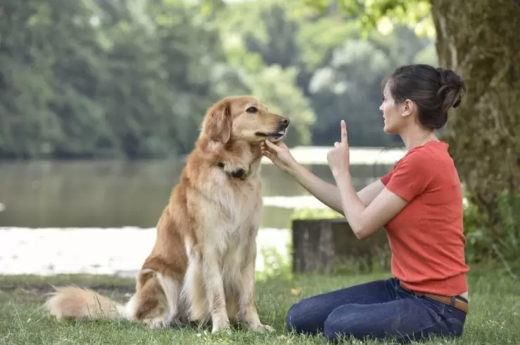 Teach Your Dog No