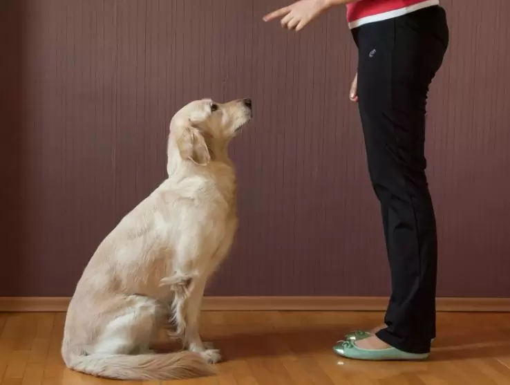 Guide to Teach Your Dog No