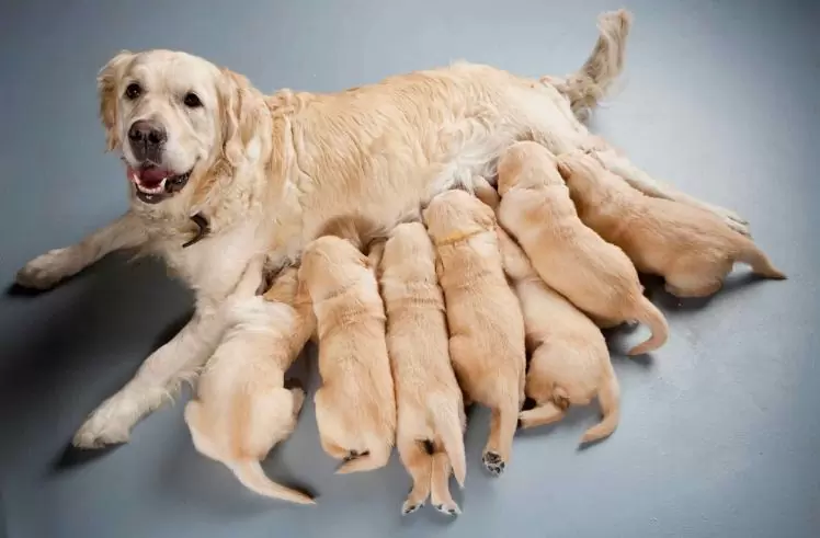 spay your dog