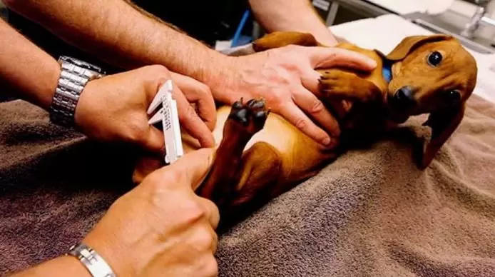 Neuter your dog