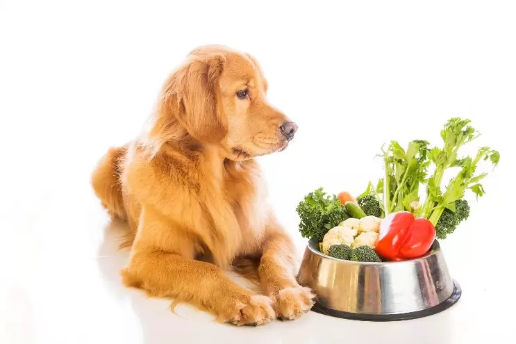 Super Food for Dogs
