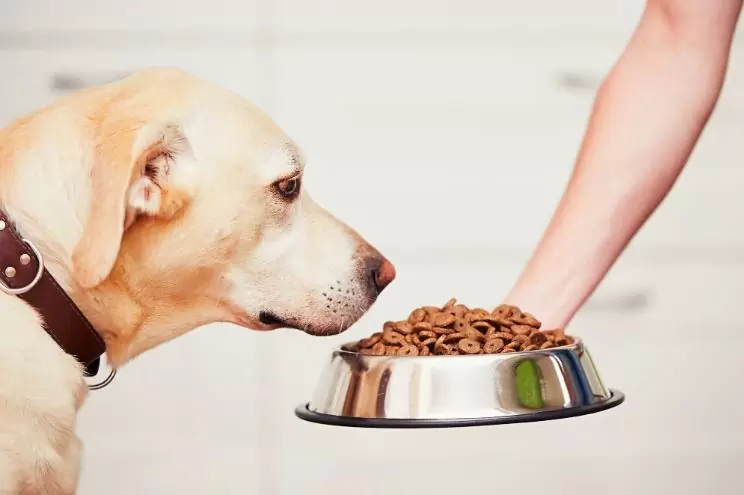 useful food for dogs