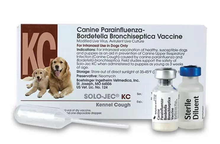 Bordetella bronchiseptica (kennel cough)