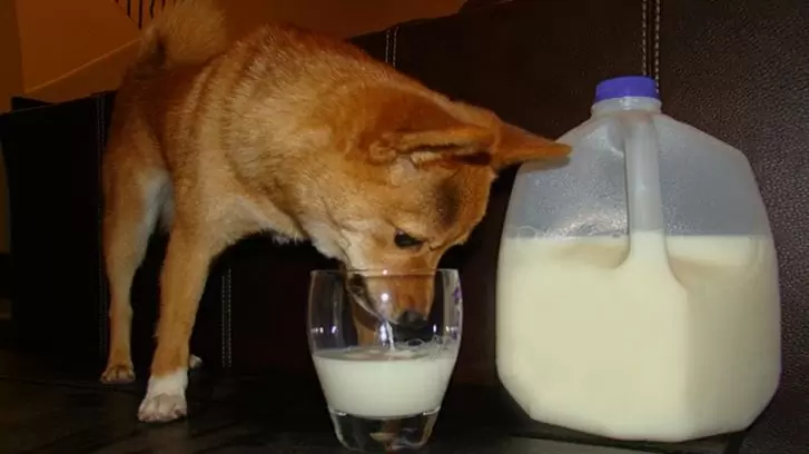 Milk for dogs