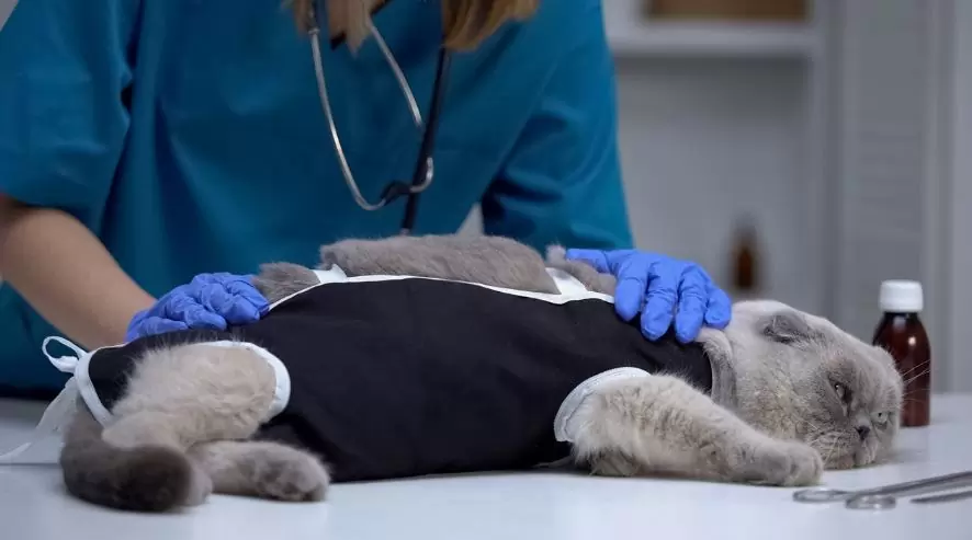post-operative care for your female cat