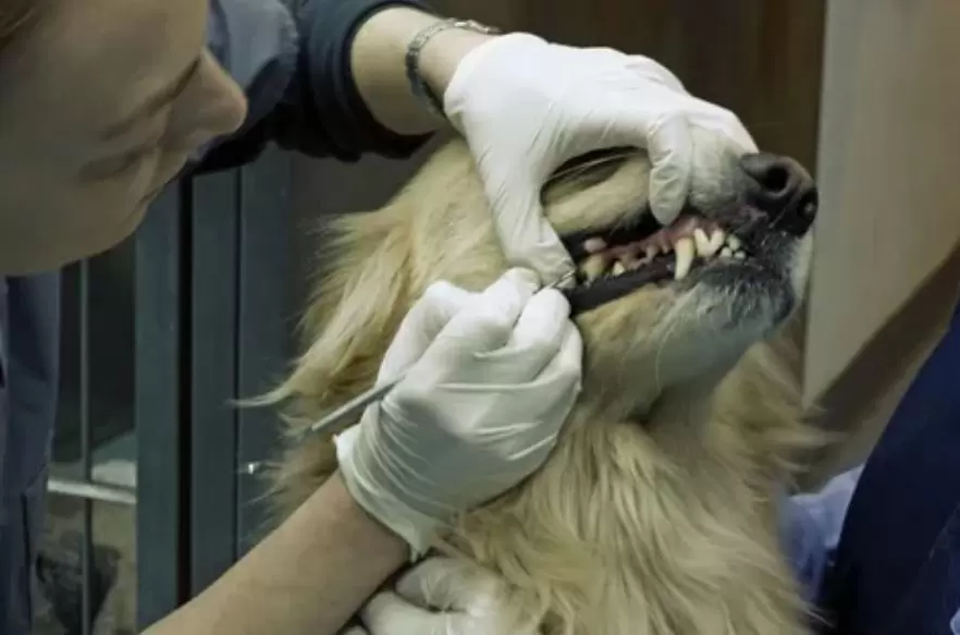 Post-operative care for Dental for dogs