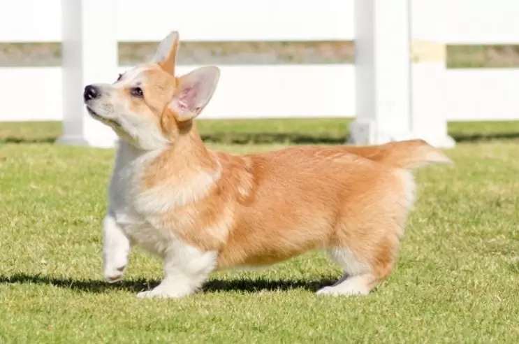 Short-Legged Dog Breeds